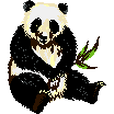 パンダ